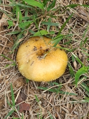 Russula cerolens