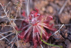Drosera neocaledonica