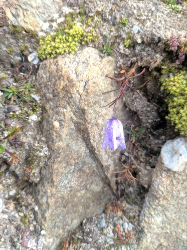 Image of Campanula excisa by (c) Denys Vynokurov, some rights reserved (CC BY)