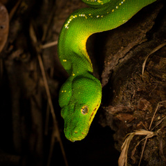 Morelia viridis