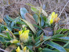 Anthyllis vulneraria alpestris