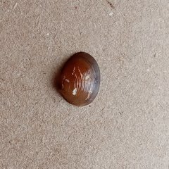 Pisidium amnicum