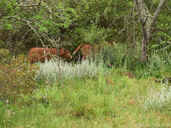 Bos indicus × taurus