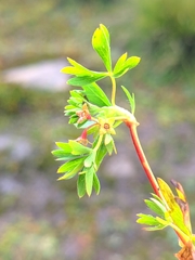 Alchemilla pentaphyllea