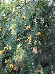 Bossiaea brownii