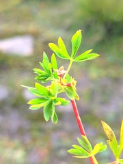 Alchemilla pentaphyllea