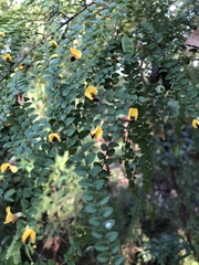 Bossiaea brownii