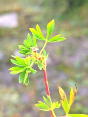 Alchemilla pentaphyllea
