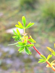 Alchemilla pentaphyllea