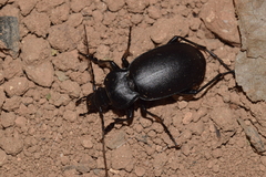 Carabus banonii