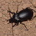 Carabus banonii - Photo (c) Ιωαννης Μαρνιερακις, some rights reserved (CC BY-NC), uploaded by Ιωαννης Μαρνιερακις