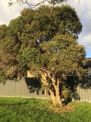 Melaleuca linariifolia