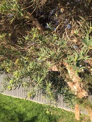 Melaleuca linariifolia