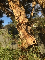 Melaleuca linariifolia