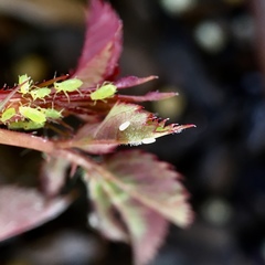 Simosyrphus grandicornis