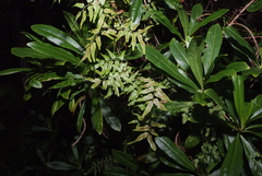 Lygodium reticulatum
