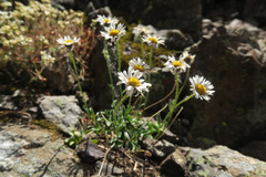 Erigeron flettii