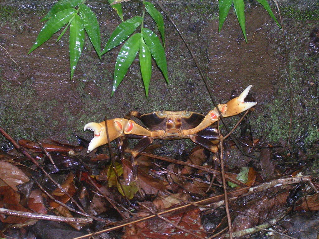 Guinotia