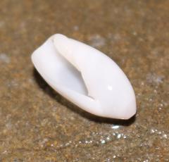 Ancilla ordinaria