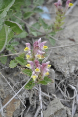 Scutellaria orientalis orientalis