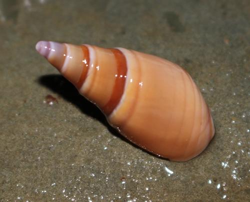 Bullia callosa observed 2014-10-21