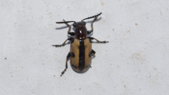 Crioceris paracenthesis