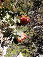Protea effusa
