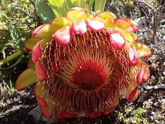 Protea effusa