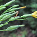 Lactuca quercina - Photo (c) Gennadiy Okatov, algunos derechos reservados (CC BY-NC), subido por Gennadiy Okatov