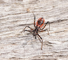 Gminatus australis