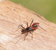 Gminatus australis