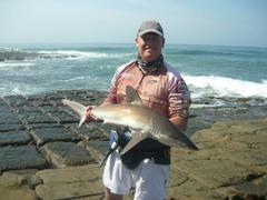 Carcharhinus brachyurus