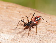 Gminatus australis