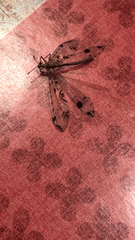 Dendroleon pantherinus