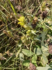 Rhinanthus serotinus