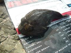 Chorisochismus dentex