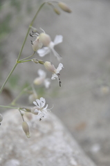 Silene crispata
