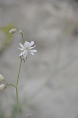 Silene crispata