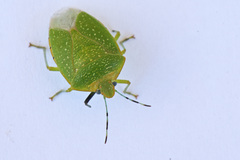 Chinavia pallidoconspersa