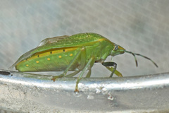 Chinavia pallidoconspersa