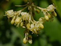 Aspidopterys cordata