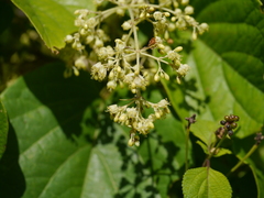 Aspidopterys cordata