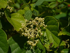 Aspidopterys cordata