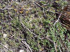Oxalis stokoei