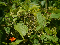 Aspidopterys cordata