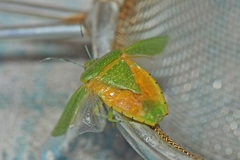 Chinavia pallidoconspersa