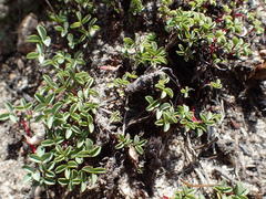 Oxalis stokoei