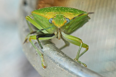 Chinavia pallidoconspersa