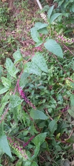 Phytolacca americana