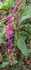 Phytolacca americana